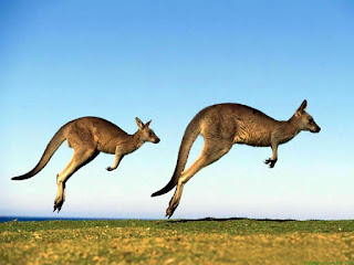 kangaroo HD image photo