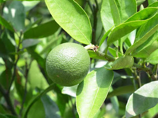 Persian Lime Fruit Pictures
