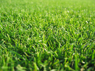 Grass Wallpapers HD