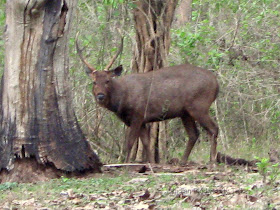 Sambar deer, Rusa unicolor, Nagarhole National Park, Karnataka wildlife, Indian wildlife