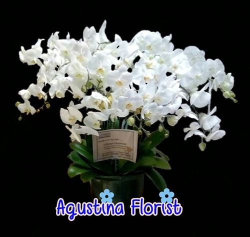 rangkaian-bunga-anggrek-bulan-agustina-florist-surabaya