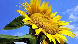 Gambar Bunga Matahari Paling Indah 200015_Sunflower