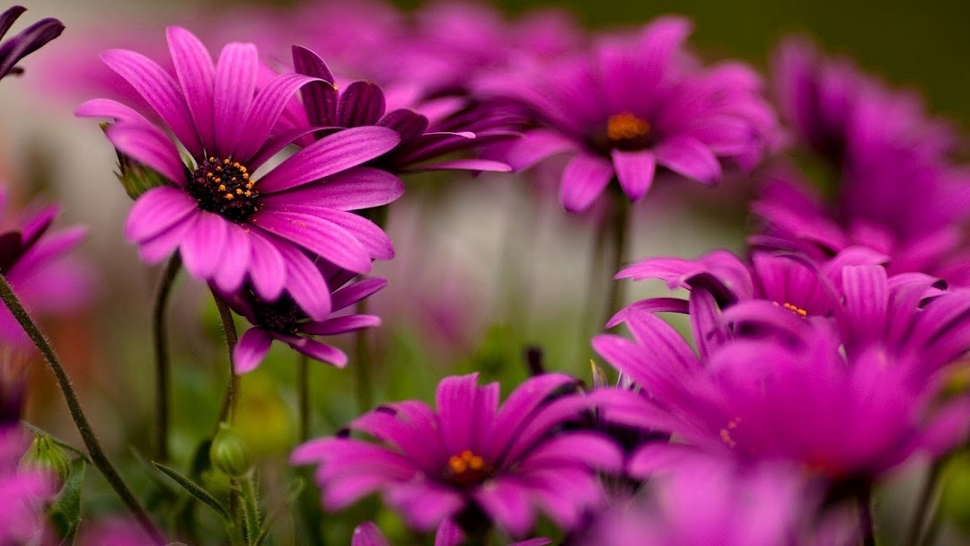 Flowers Macro HD Wallpaper 8