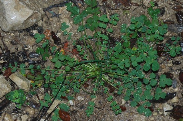 Черноголовник многобрачный (Poterium polygamum, =Sanguisorba minor subsp. muricata)