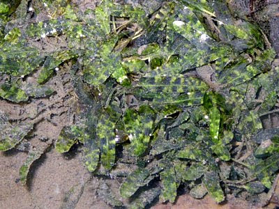 Beccari's Seagrass (Halophila beccarii)