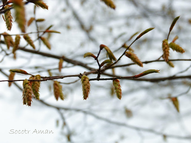 Carpinus tschonoskii