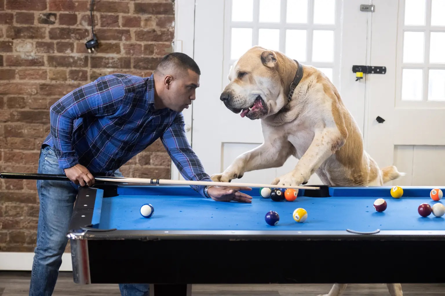 Kenzo the Giant Dog and his owner