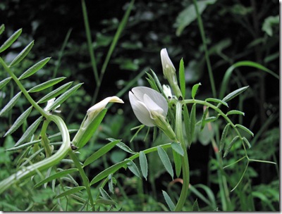 20090615 Vicia lutea 016