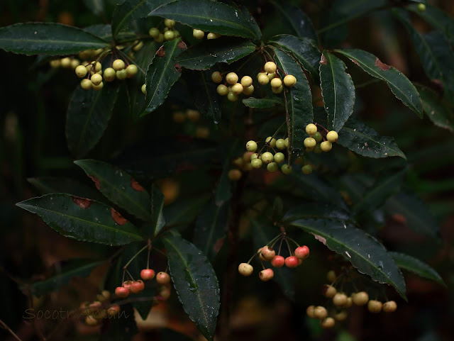 Ardisia crenata