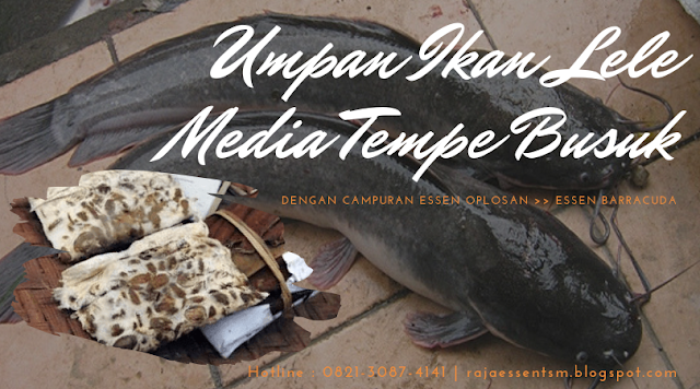 https://rajaessentsm.blogspot.com/2019/05/umpan-ikan-lele-media-tempe-busuk.html