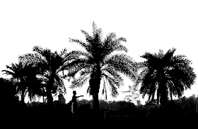 silhouette scene of a man plucking coconuts from coconut trees