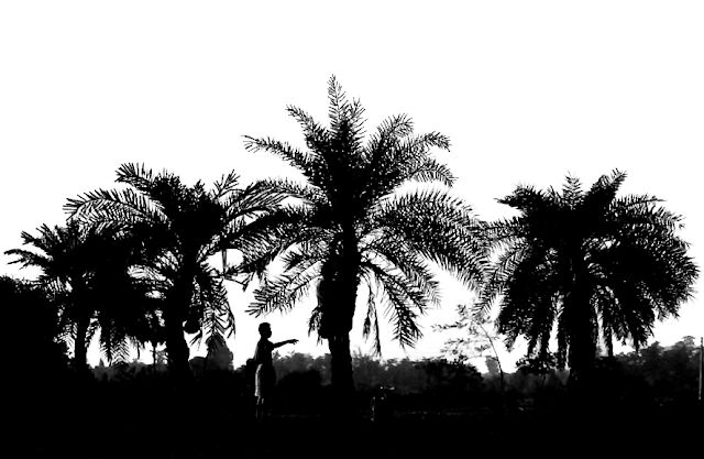 silhouette scene of a man plucking coconuts from coconut trees