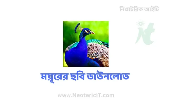 ময়ূরের ওয়ালপেপার - ময়ূরের ছবি ডাউনলোড - ময়ূর পাখি ছবি hd - peacock picture - NeotericIT.com