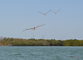 Pelican Trio