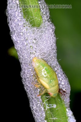 Larval spittlebug (c) John Ashley