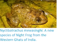 https://sciencythoughts.blogspot.com/2018/03/nyctibatrachus-mewasinghi-new-species.html