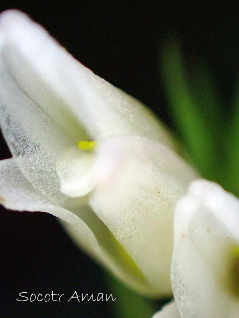 Goodyera foliosa