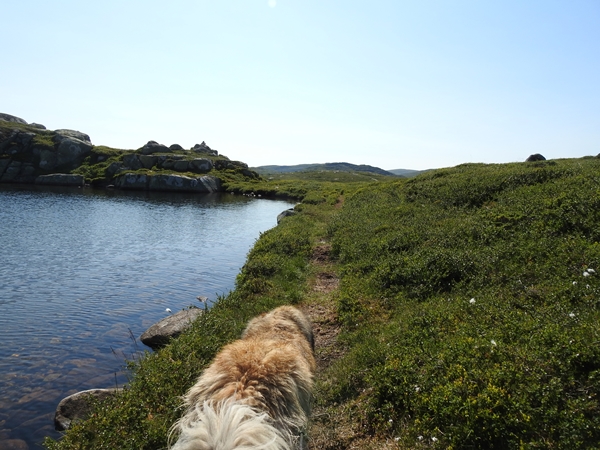 steinhyttevatn