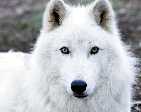Arctic Wolf wolves