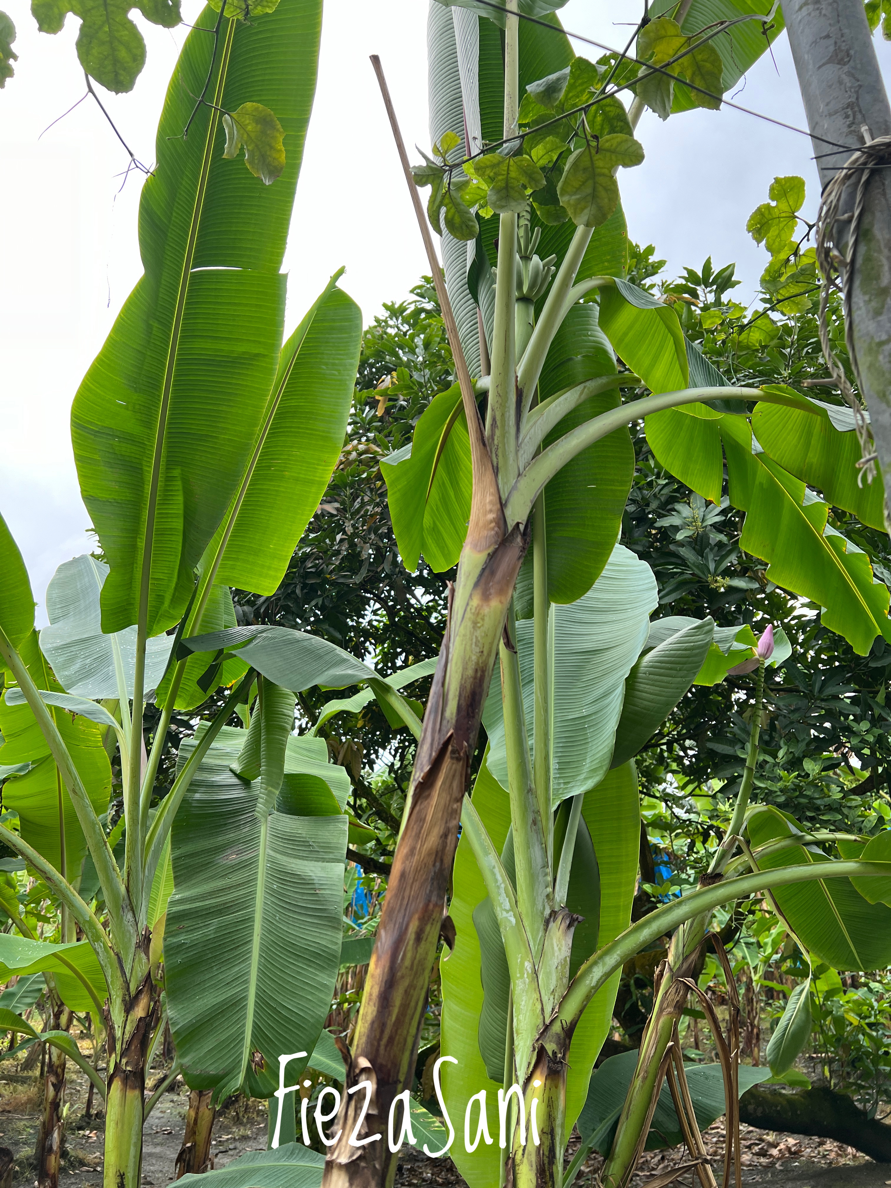 desaru fruit farm