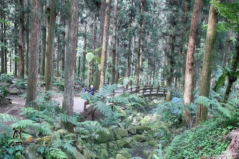 [南投賞楓銀杏] 溪頭自然教育園區