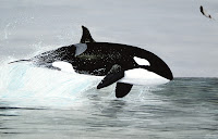 orca común