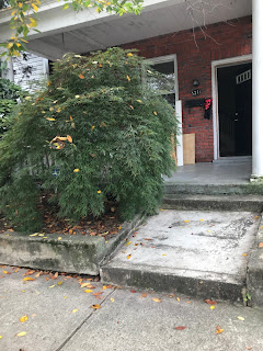 Front of Townhouse w/ Japanese Maple & Porch