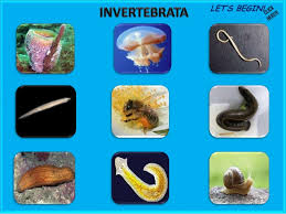  Invertebrata  Pengertian ILMU