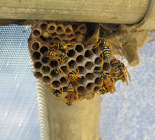 Wasps control