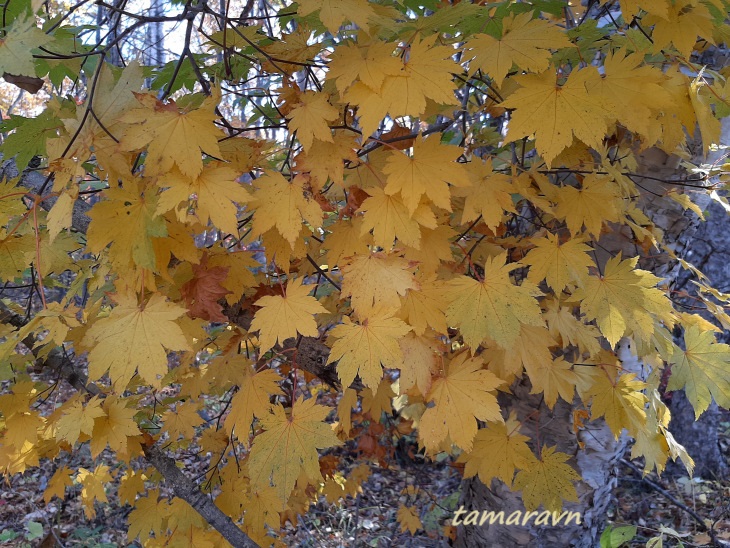 Клён ложнозибольдов (Acer pseudosieboldianum)