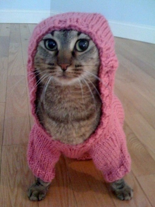 The Diary of a Bookworm 109 Cats  in Sweaters because 