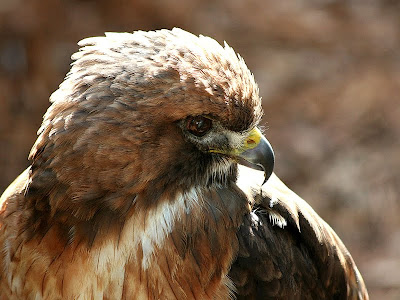 Red-shouldered hawk