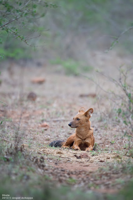 Indian Wild Dog, wildl dogs, mammals, indian wildlife, wildlife photography, nature photography, bandipur national park, karnataka, best wildlife photographs, top wildlife photographs, angad achappa, indian wildlife photographers, indian photographers