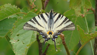 Iphiclides podalirius DSC60324