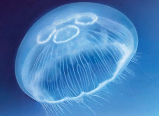 Jellyfish, Propulsion System of the Jellyfish, big jellyfish