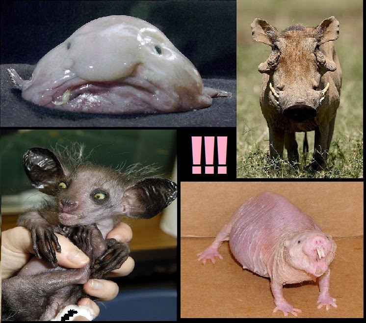 ugly animals images. really ugly animals. ugly