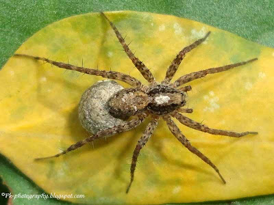 Wolf Spiders