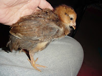 Russian Orloff Chick - 4 weeks new feathers