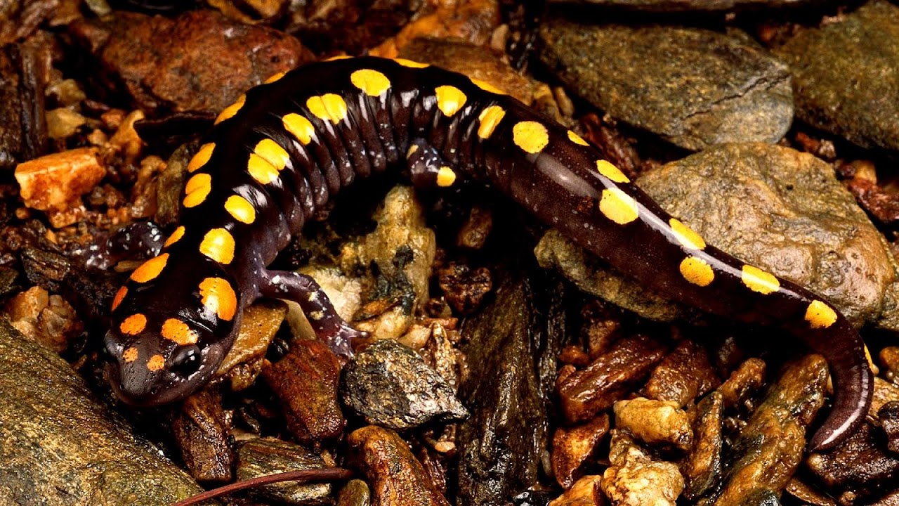 Are Yellow Spotted Salamanders Endangered
