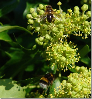 beefly and luc