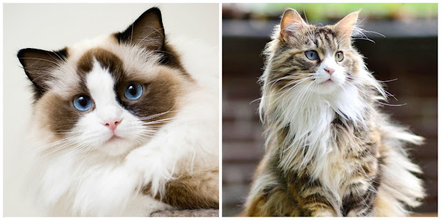 Top 3 Most Amazing Cats 