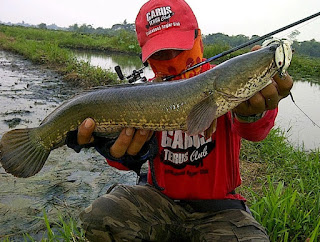 Cara-Memancing-Ikan-Gabus