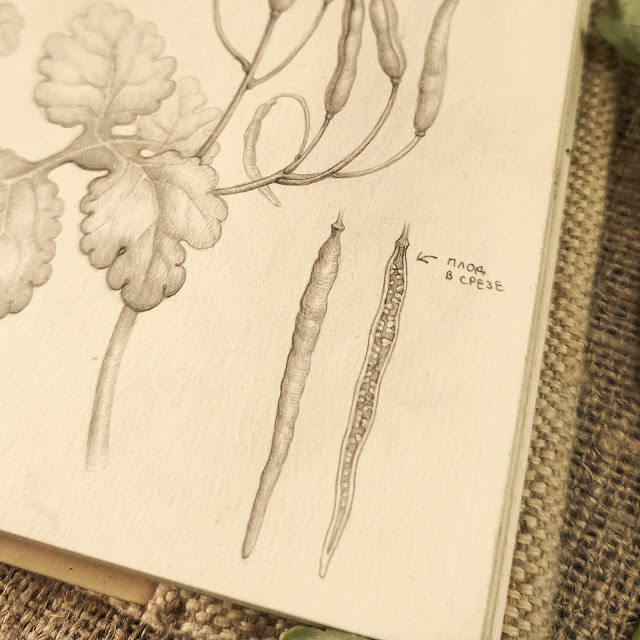 Chistotel-bolshoj, Chelidonium majus: botanical pencil sketch, floral art, sketchbook collection, botanical illustration, field plants