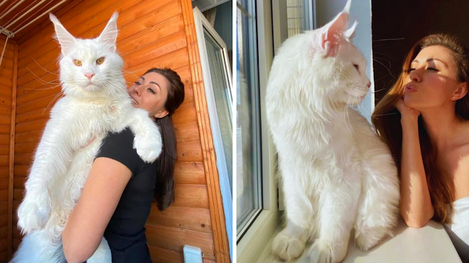 This Maine Coon cat is so big that many people think it's a dog when they first see it.   