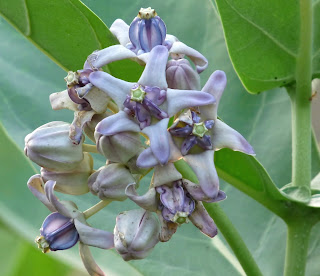 Manfaat dan Khasiat Biduri (Calotropis Gigantea Willd)