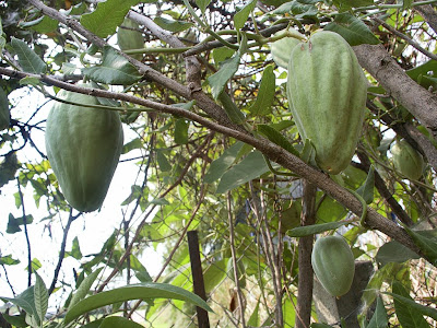 Tasi Araujia hortorum