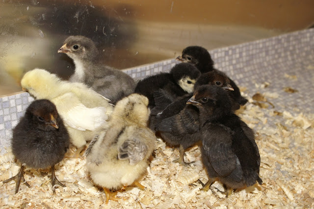 Züchter für Spitzhauben und weisses Schweizer Huhn