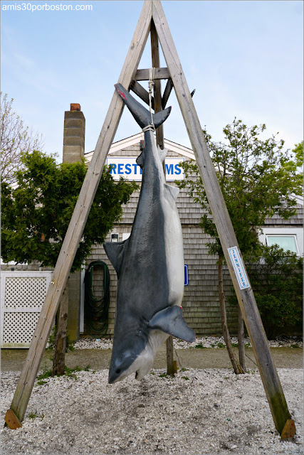 Tiburón en Provincetown, Cape Cod 