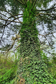 English Ivy