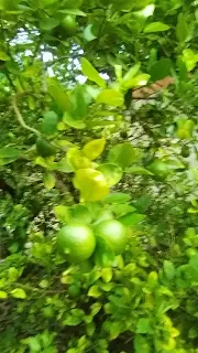 Limones